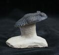 Flying Hollardops Trilobite - Beautiful Prep Work #1540-2